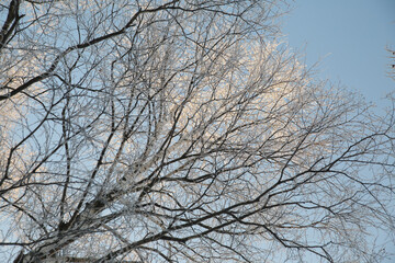 Birch branches in frost against the blue sky.