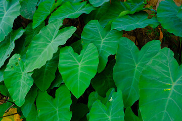 Background Photography. Textured Background. Macro photo of broad-leaved green taro plants. Green...