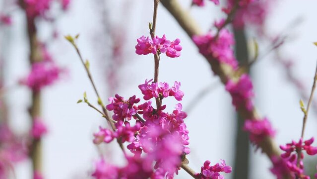 Bumblebee Gathering Pollen On Pink Blossoming Of Judas Tree. Cercis Is A Tree Or Shrub. Close up.