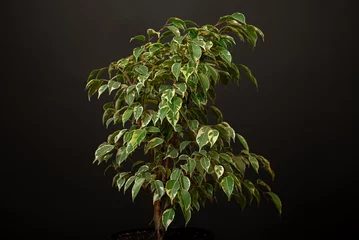 Tuinposter Beautiful lush houseplant Ficus benjamina, commonly known as weeping fig, benjamin fig or ficus tree growing in modern black home room. © stenkovlad