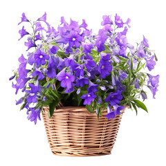 Front view of a beautiful looking bouquet of lobelia flowers isolated on a white transparent background 
