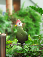 The red-crested turaco (Tauraco erythrolophus) is a turaco