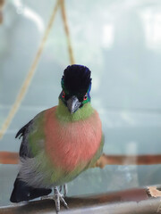 Purple-crested turaco . A bulky, iridescent bird clad in deep purple, blue, green, and olive washed...