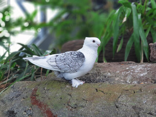Elegance in Flight: Captivating Groomed Pigeons
