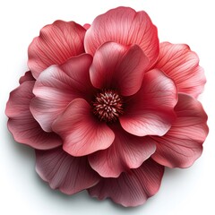 A large pink flower on a white surface
