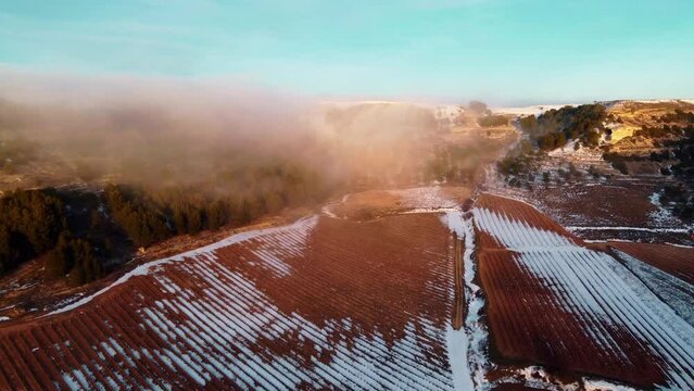 Vi&ntilde;edos con nieve en Valladolid
