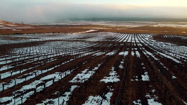 Vi&ntilde;edos con nieve en Valladolid