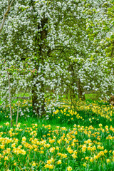Blühender Baum in einem Narzissen Feld an der englischen Küste