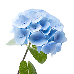 blue hydrangea flower on a transparent background, PNG is easy to use.