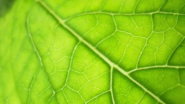 Explore the microscopic world of green leaf vegetables (Holy basil leaves) in mesmerizing macro footage. Witness the delicate veins, chloroplasts, and cell structures in stunning detail.
