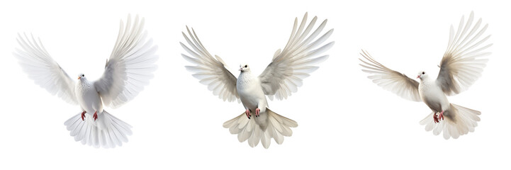 Set of Flying Dove isolated on transparent or white background