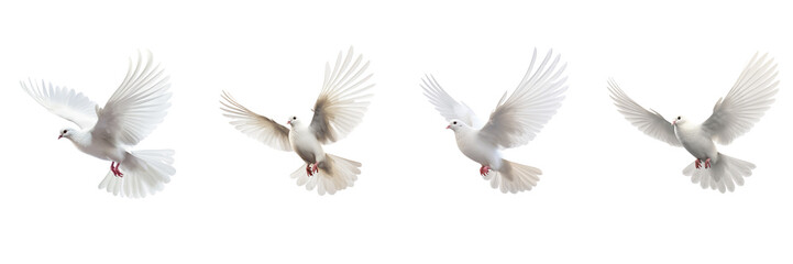 Set of Flying Dove isolated on transparent or white background