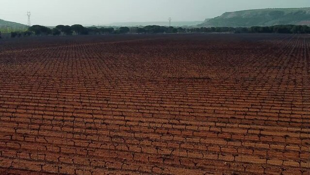 Vi&ntilde;edos en la provincia de Valladolid 