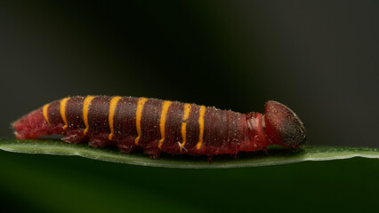 a small red and yellow caterpillar walking on a green leaf