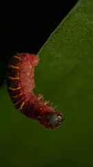 a small red and yellow caterpillar walking on a green leaf