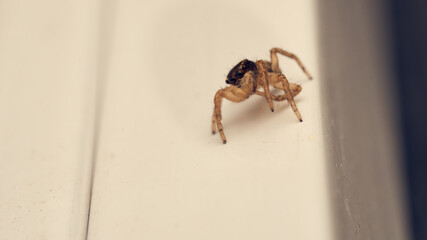 A single jumping spider perched on a warm white background.