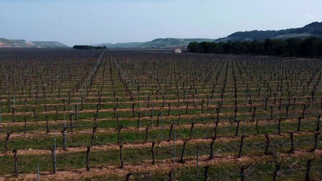 Vi&ntilde;edos en la provincia de Valladolid 