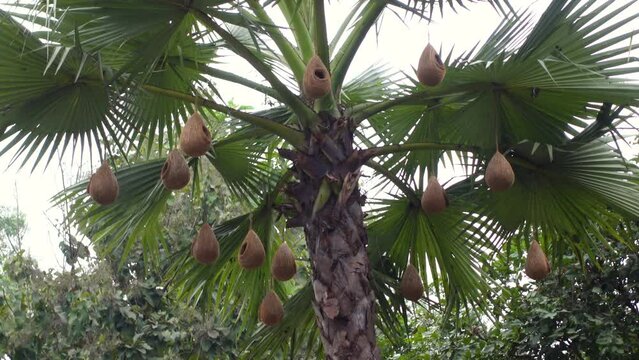Some artificial bird nests are hung on palm trees for birds to live in.