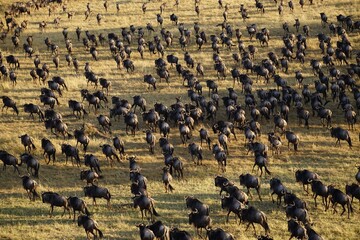 african wildlife, gnu antelopes, great migration
