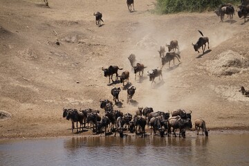 african wildlife, gnu antelopes, great migration, river crossing