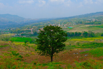 Fototapeta na wymiar Landscape Photography. Panoramic Background. View of a tree in the middle of a wide hillside. The only tree that lives in the middle of the hillside. Bandung, Indonesia