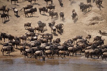 african wildlife, gnu antelopes, great migration, river crossing