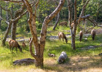 deers grazing in the forest at Grand canyon national park, USA