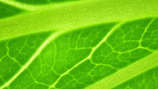 Explore the microscopic world of vibrant green leafy vegetables in this macro video. Witness the intricate cellular structures and chlorophyll-rich cells that power photosynthesis.
