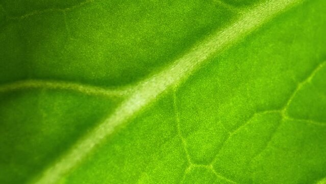 In the world of macro video, a fresh green leaf dances to life. It unveils secrets in every detail: veins like rivers on a map, and the vibrant green, a canvas where nature paints its dreams.
