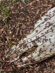 Nest of Wood ants (Formica spec.) around a wooden pole
