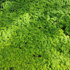 Dense vegetation of Common wood sorrel (Oxalis acetoselia)