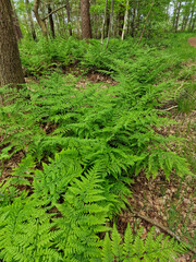 Forest with vegetation of Broad buckler-fern (Dryopteris dilatata)