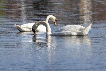 Gråsten Palace garden.Mute swan pairs. Mute swan is a large wetland-associated bird species in the...