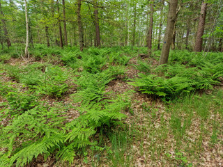 Forest with vegetation of Broad buckler-fern (Dryopteris dilatata)