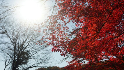 紅葉