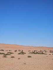 sand dunes in the desert