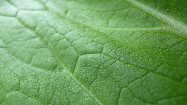 Explore the microscopic world of lush green leafy vegetables in stunning macro video. Witness intricate veins, stomata, and chlorophyll granules in exquisite detail. Bok choy leaves background.
