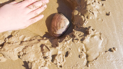 Little girl winter clamming at Pismo Beach