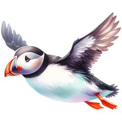 Naklejka premium atlantic puffin bird