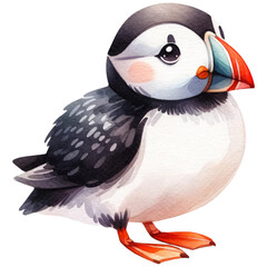 Naklejka premium atlantic puffin bird
