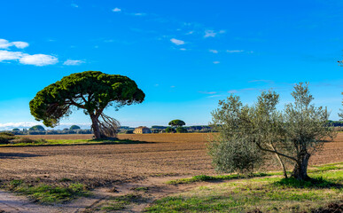 Landscape in the Tuscan countryside with a centenary maritime pine and an olive tree in the...