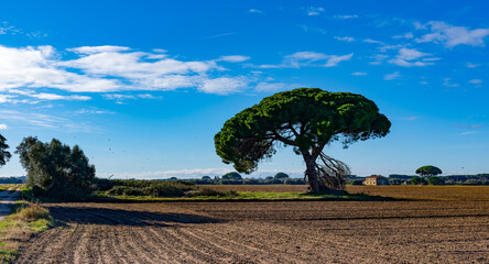 Landscape in the Tuscan countryside with a centenary maritime pine in the foreground in Castagneto...