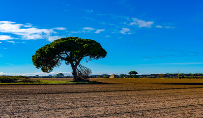 Landscape in the Tuscan countryside with a centenary maritime pine in the foreground in Castagneto...