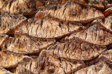 Coconut palm tree bark closeup. Natural background and texture