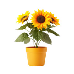 sunflower in a pot on transparent background, clipping path, png, 