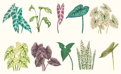 Caladium leaf, flower garden. watercolor vector illustration, exotic plant - obrazy, fototapety, plakaty