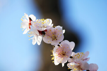 青空に映える梅の花（イチノタニ）