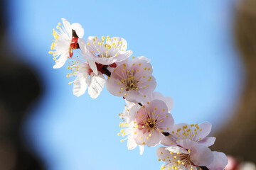青空に映える梅の花（イチノタニ）
