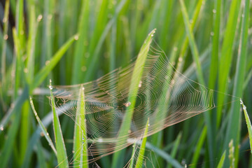 Spider web in the field.
