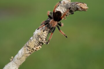 Brachypelma smithi, Mexican redknee tarantula, Sklípkan Smithův, have been called Mexican redknee tarantulas.	